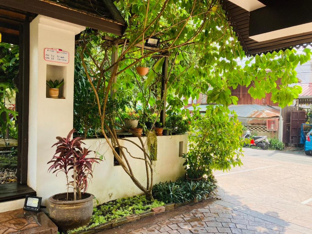 a group of potted plants on the side of a building at Wiriya House in Chiang Mai