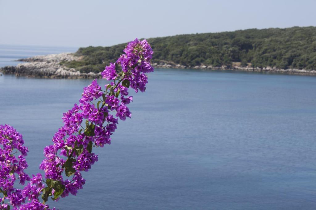 a bunch of purple flowers next to a body of water at Apartments Rašica in Molunat