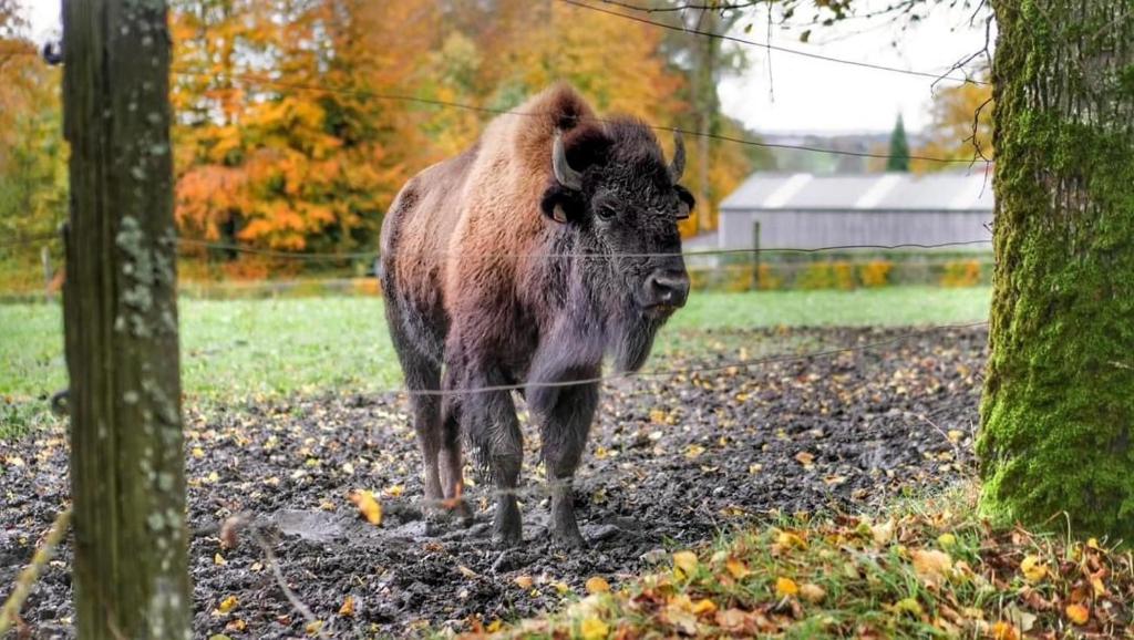 Zvířata v prázdninového domu nebo okolí