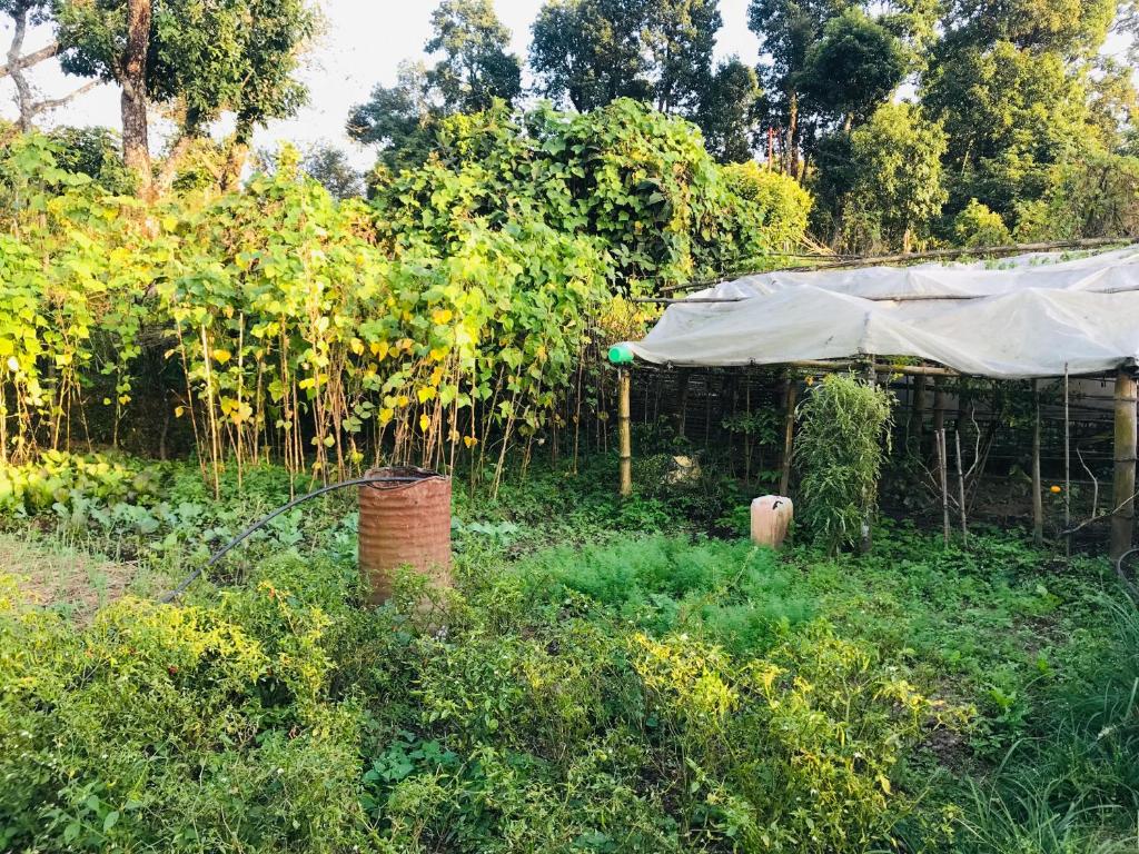Aed väljaspool majutusasutust Hom's Homestay & Farmstay Sarangkot Pokhara