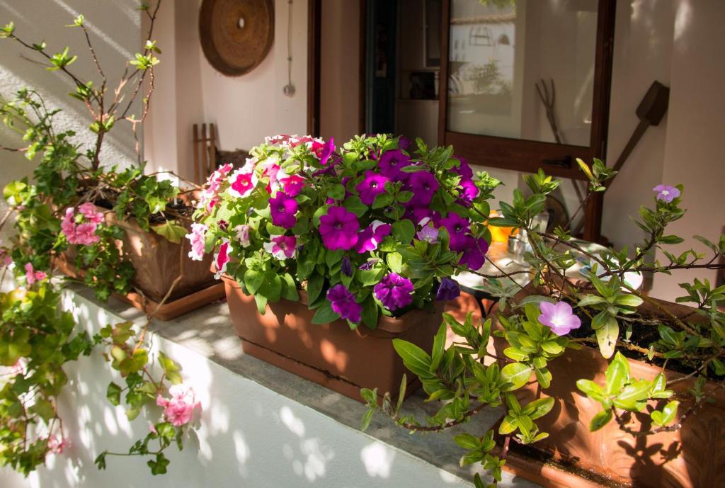Zahrada ubytování B&B Martina