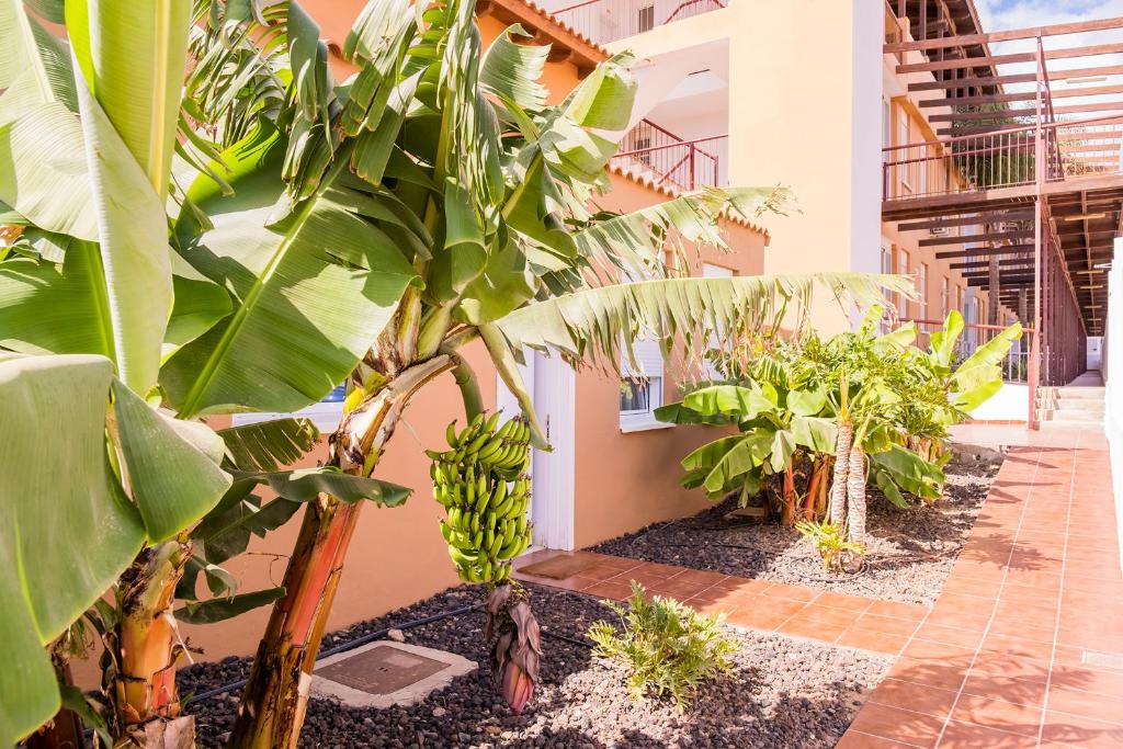 a bunch of banana trees in a courtyard at Casa Adosada La Platanera by Vive La Exclusividad in San Miguel de Abona