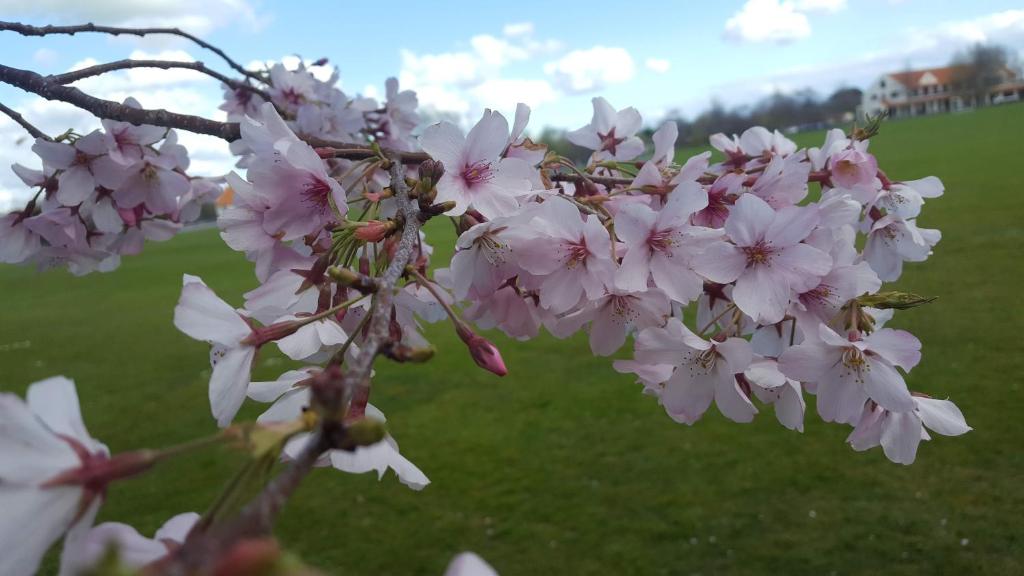 Homestead B&B Cambridge - Resim 16