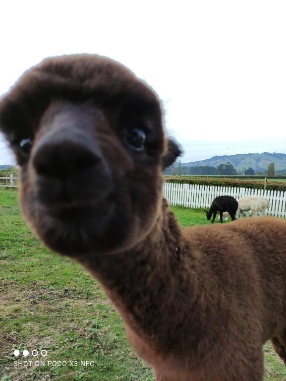 
Studio with Mountain View
