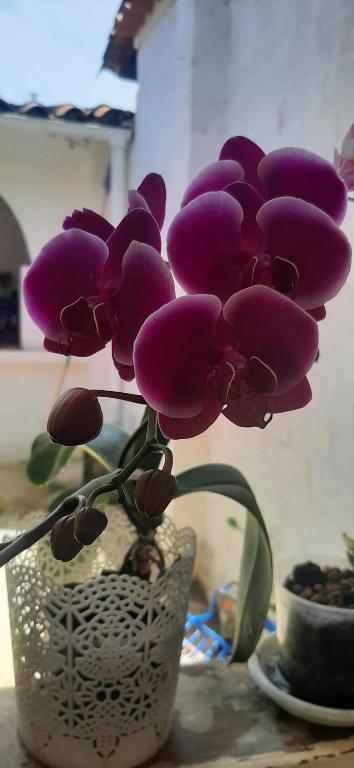 Galería fotográfica de Casa Orquidea Hostal Barichara en Barichara