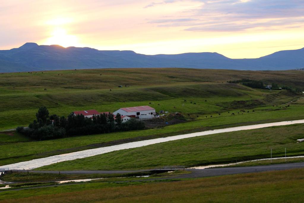 a farm in the middle of a field with cows at Saurbær Apartment in Varmahlid