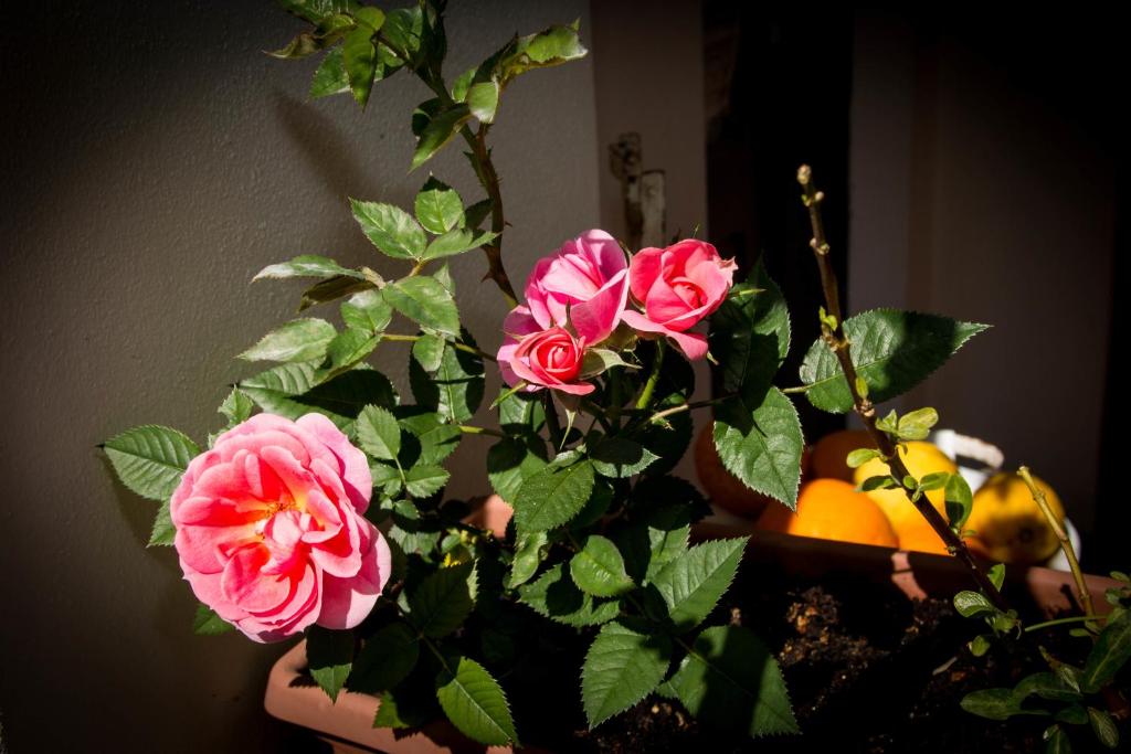 Fotografie z fotogalerie ubytování B&B Martina v destinaci San Vito