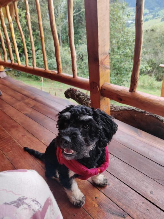 Domácí mazlíčci ubytovaní s hosty v ubytování Glamping El Ocaso