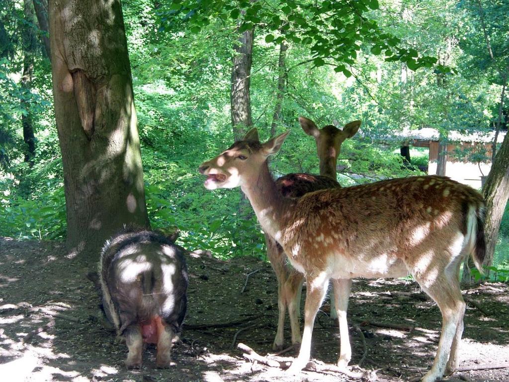 un grupo de ciervos parados en el bosque en Moderne Ferienwohnung in Leimen mit Balkon, WeHome Komfort, en Leimen