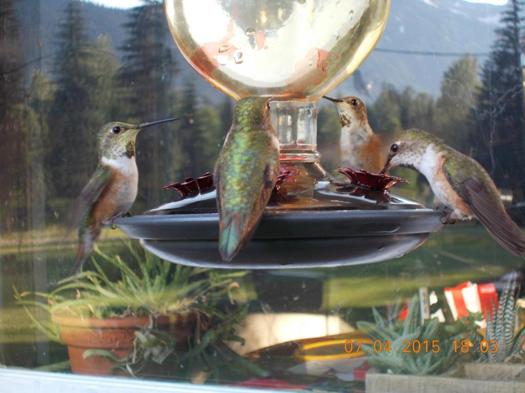 a group of humming birds on a bird feeder at Bone Creek Wilderness Retreat in Blue River