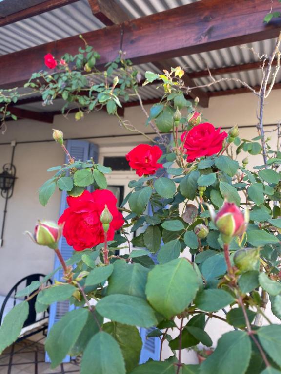 un grupo de rosas rojas delante de una casa en Casa La Raquelita en Navarro