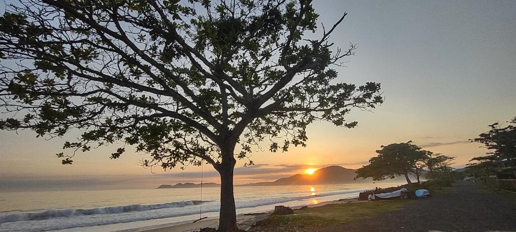 un árbol en la playa con la puesta de sol en el fondo en Mar Azul, en Penha