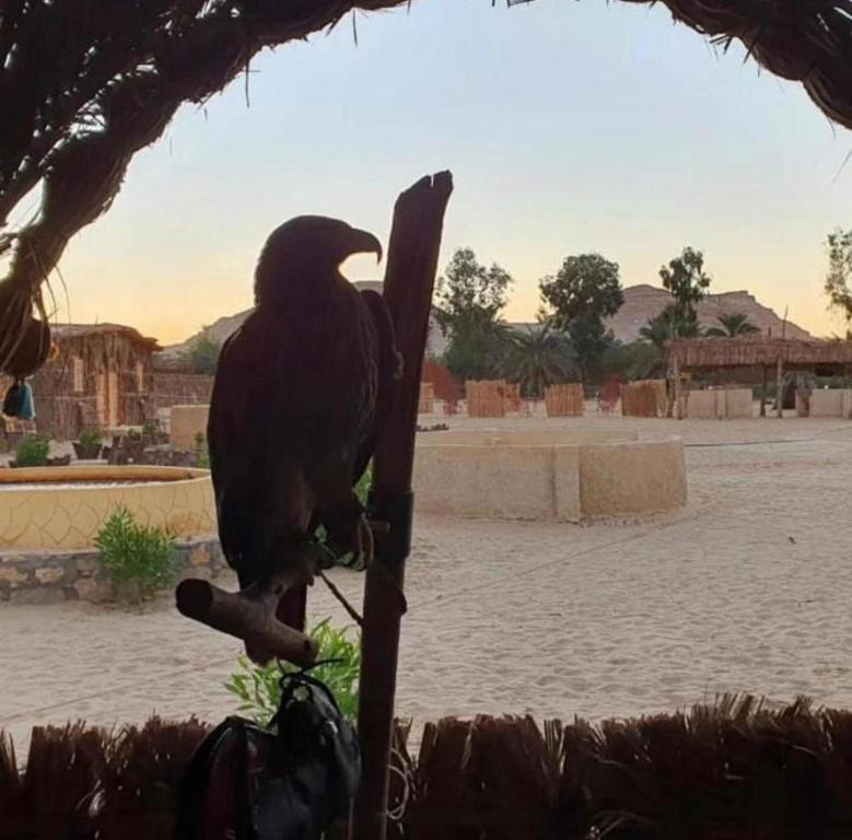 czarny ptak siedzący na patyku w obiekcie Tijan Siwa w mieście Siwa