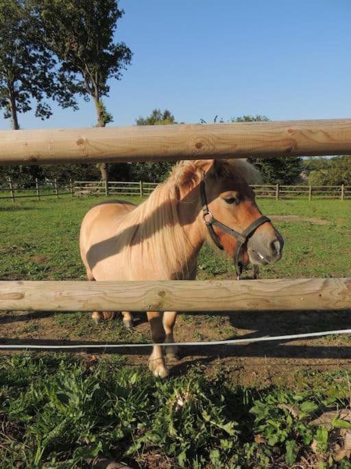 un cheval brun debout derrière une clôture en bois dans l'établissement Gîte indépendant avec vue sur Mont St Michel, à Lolif