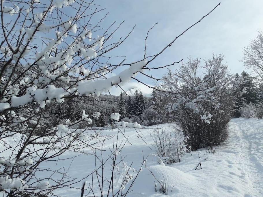una rama de árbol cubierta de nieve con nieve en ella en Duplex 59m2 - proche centre - balcon plein sud en Corrençon-en-Vercors