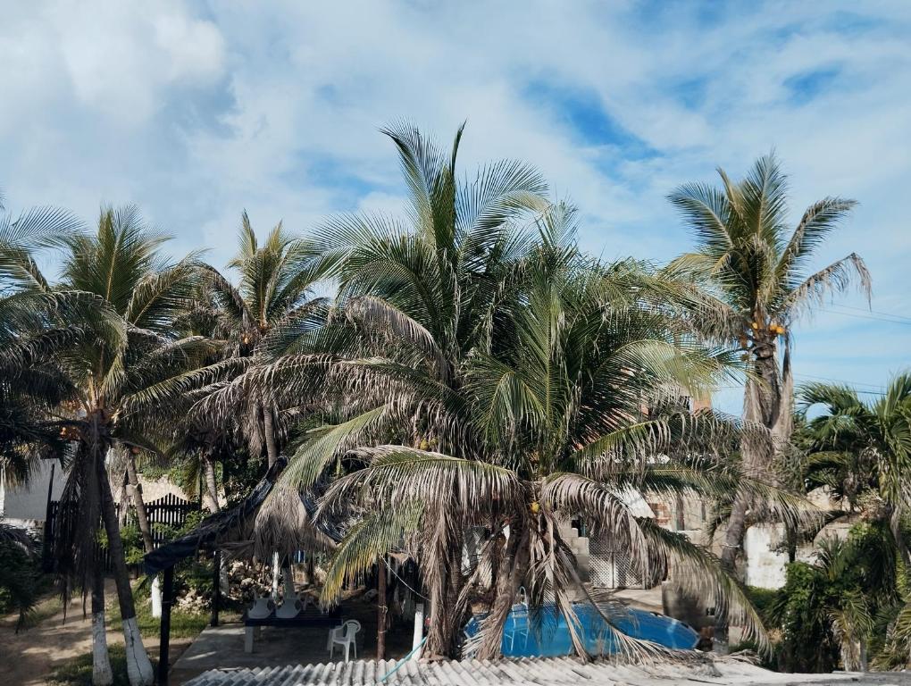 un grupo de palmeras en una playa de arena en Príncipe azul, en Puerto Colombia