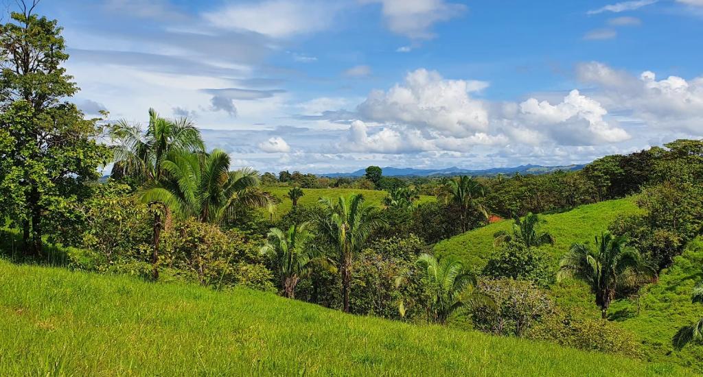 a lush green hillside with trees and green grass at Lodge LA EMBERÁ I Osez l'insolite tout confort 