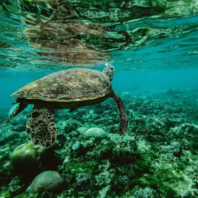 Altri animali domestici presso la villa o nei dintorni