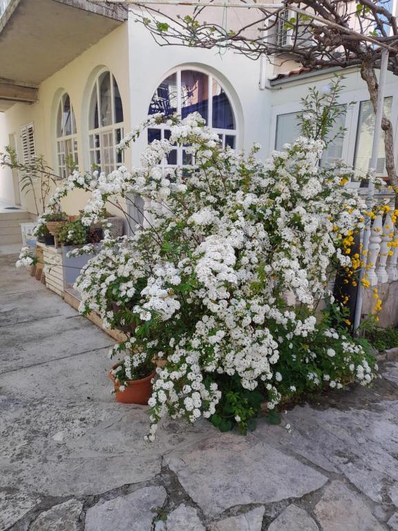 Fotografia z galérie ubytovania Apartmani Dalmacija v destinácii Biograd na Moru
