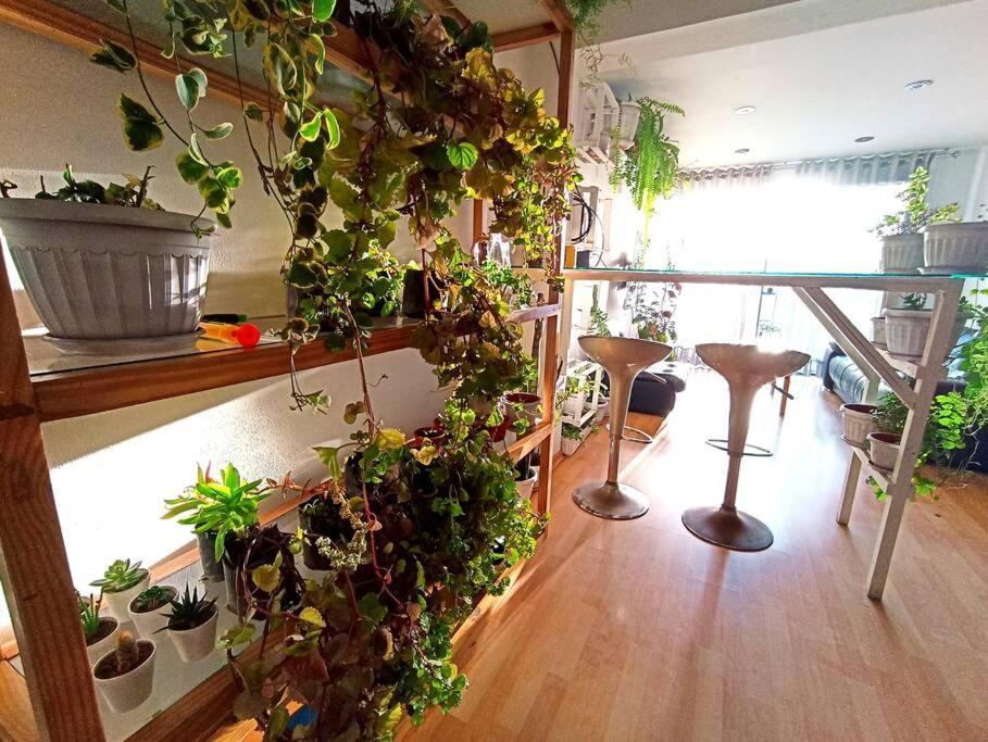 um quarto com um monte de vasos de plantas na parede em Cosy and full of plants apartment em Arequipa
