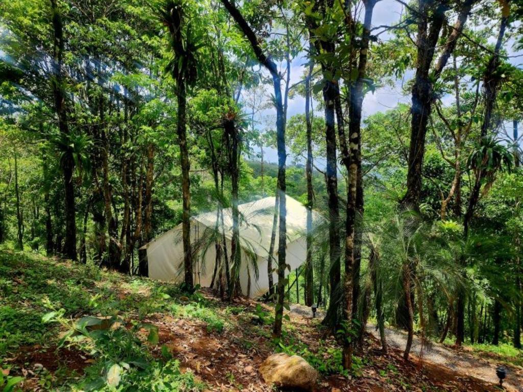 una tienda en medio de un bosque con árboles en Volcano Tenorio Glamping Ranch - 3 Tents, en Rio Celeste