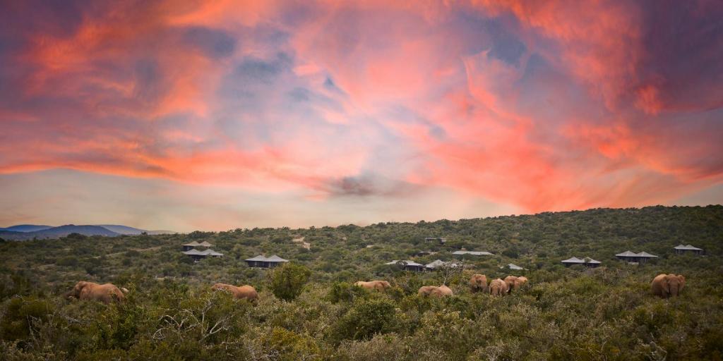 a group of animals grazing in a field under a cloudy sky at Kwandwe Private Game Reserve - Ecca Lodge in Grahamstown