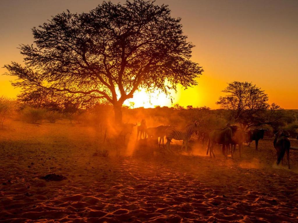 a herd of zebras and a tree at sunset at Bagatelle Kalahari Boutique Farmhouse Lodge in Mariental