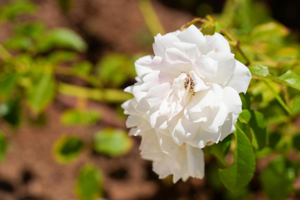 Clube Vilarosa - Resim 22