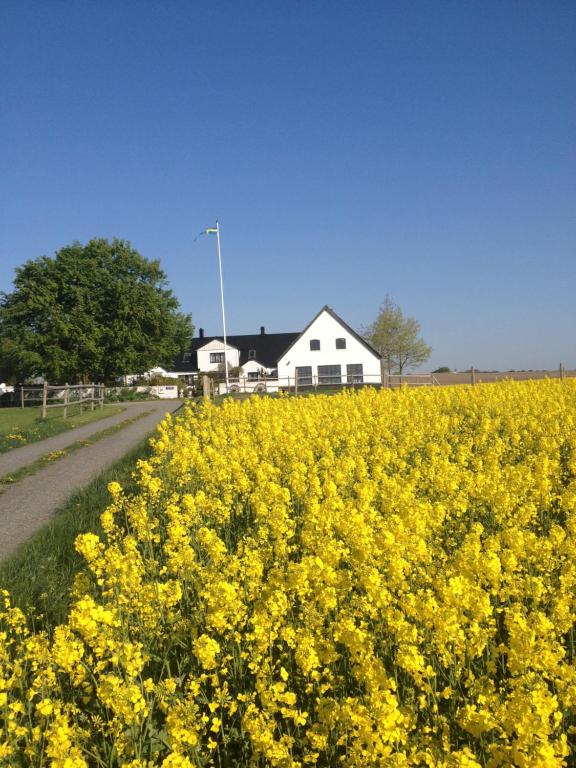 a field of yellow flowers in front of a white house at Arnhög Farm in Borrby