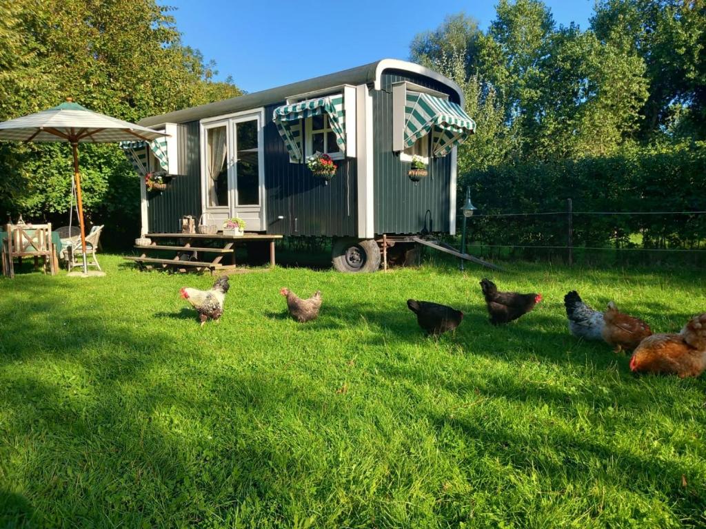 un grupo de pollos parados en la hierba frente a un remolque en Home Bij Zee, en Koudekerke