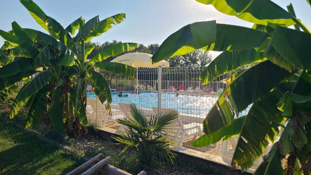 a pool with a palm tree and an umbrella at Le Domaine du Bois Coquet in La Douze