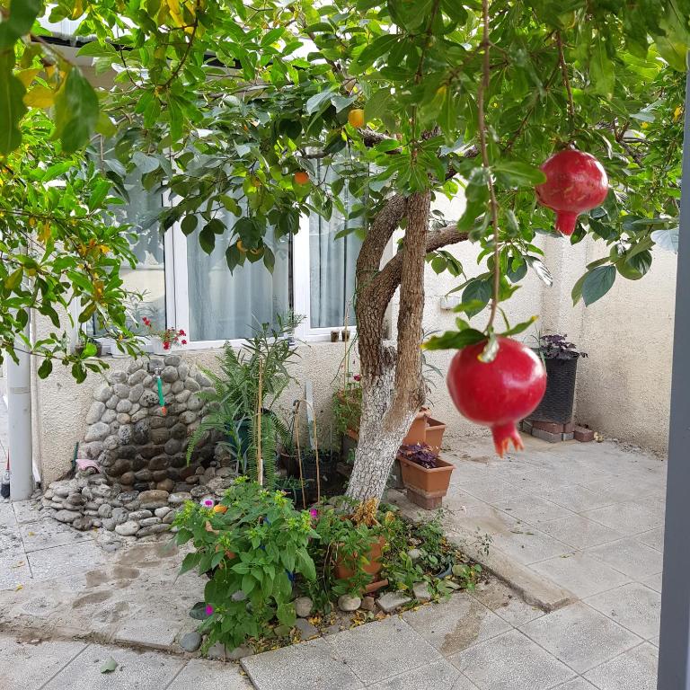 Summer Garden في تبليسي: شجرة تتدلى منها كرة حمراء