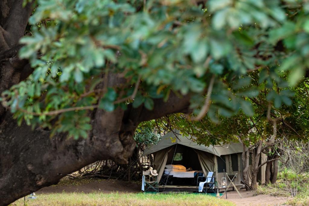 a tent with a bed and chairs under a tree at Nkula Camp - Pafuri Walking Safari's in Makuleke Contract Park