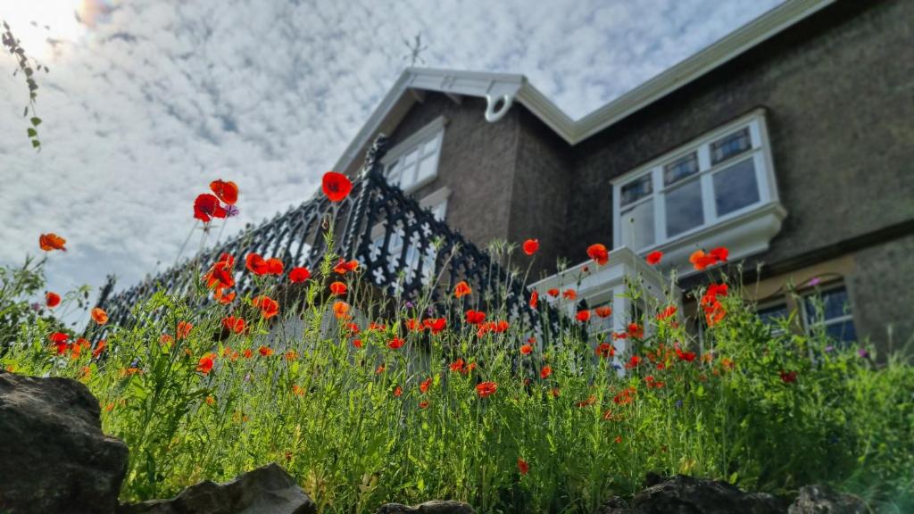 a field of red flowers in front of a house at Mainsfield House in Settle