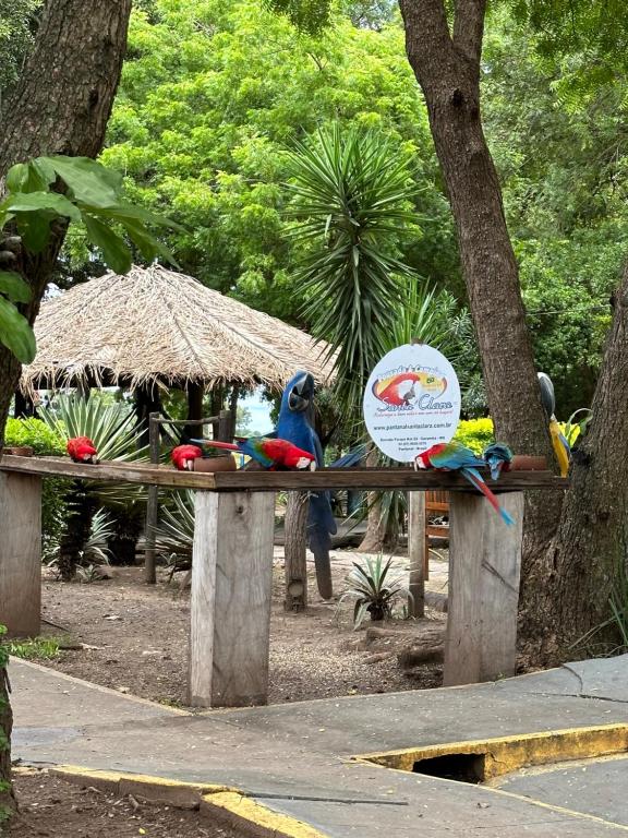 um grupo de aves sentadas num banco de madeira em PANTANAL SANTA CLARA em Corumbá