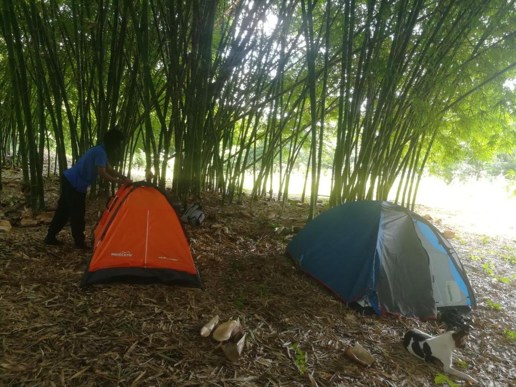 Ein Mann steht neben einem Zelt in einem Bambuswald. in der Unterkunft Ferme Yaka YALE in Palimé