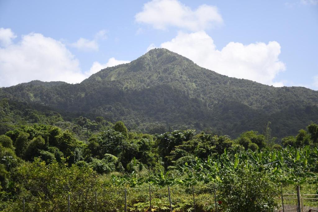 ein Berg in der Ferne mit Bäumen im Vordergrund in der Unterkunft Logis Colibri du Morne Jacob, Le Morne-Rouge Martinique in Le Morne Rouge