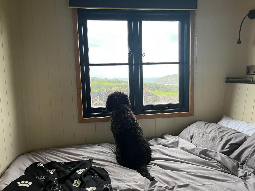 un cane seduto su un letto che guarda fuori da una finestra di The Travellers Rest a Newquay