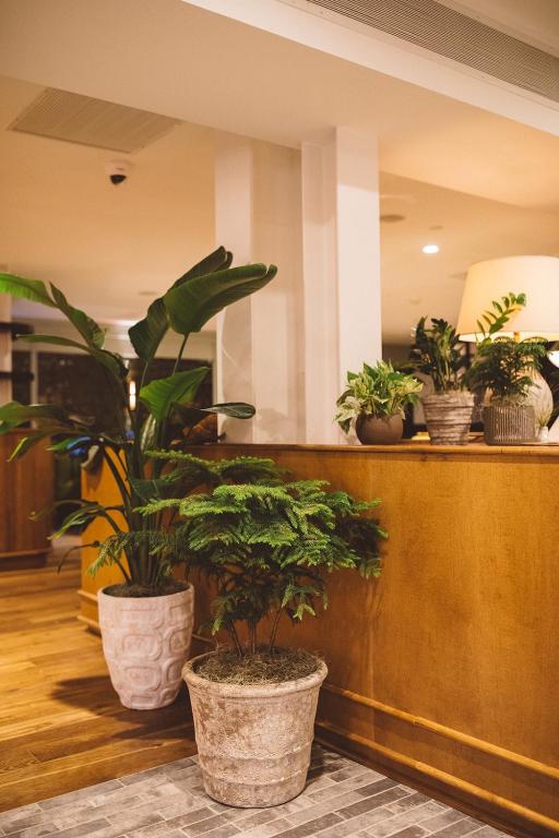 a group of potted plants sitting on a counter at Hotel Emeline in Charleston