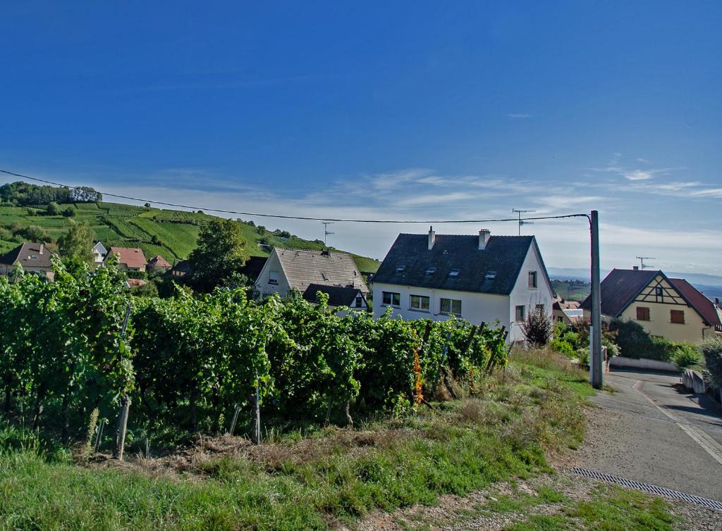 Gite Les deux belettes - Appartements meublés à Riquewihr - Vue vignoble – photo 21