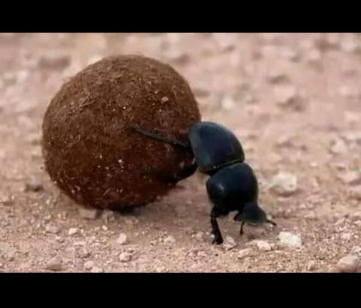 um besouro a andar à volta de uma rocha no chão em morrocco campaign breakfast included 