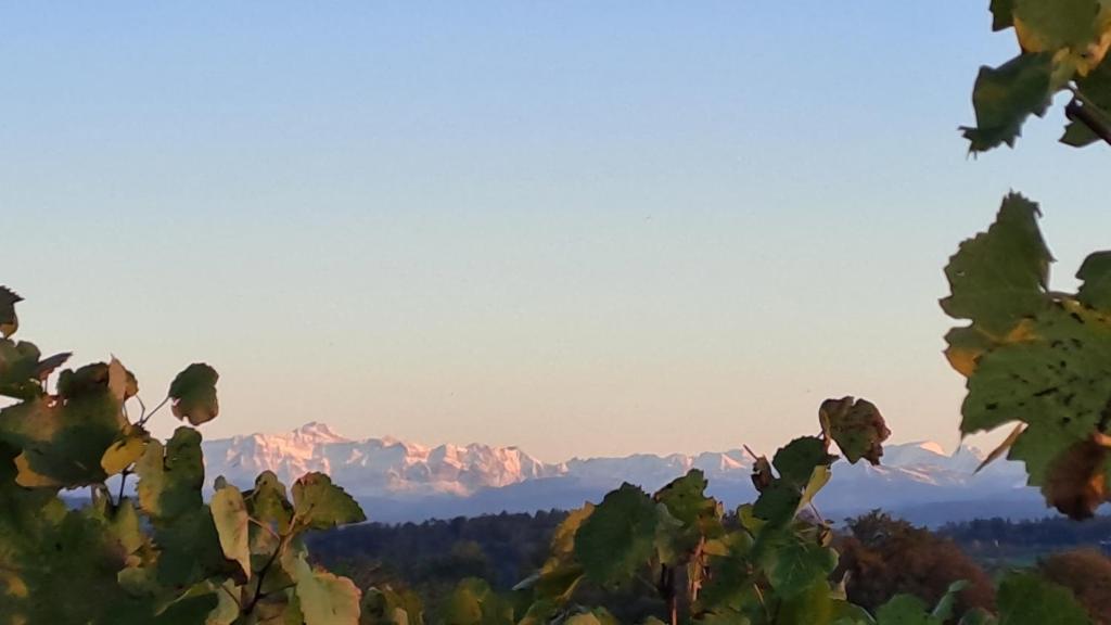 vista sulle montagne attraverso le foglie di un albero di Ferienwohnung Frostenegg a Nussbaumen