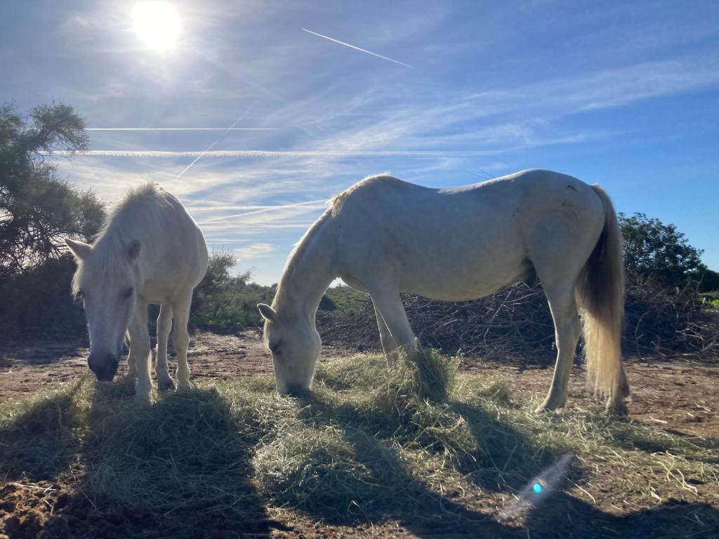 two white horses eating grass in a field at Mas de la pie in Saintes-Maries-de-la-Mer