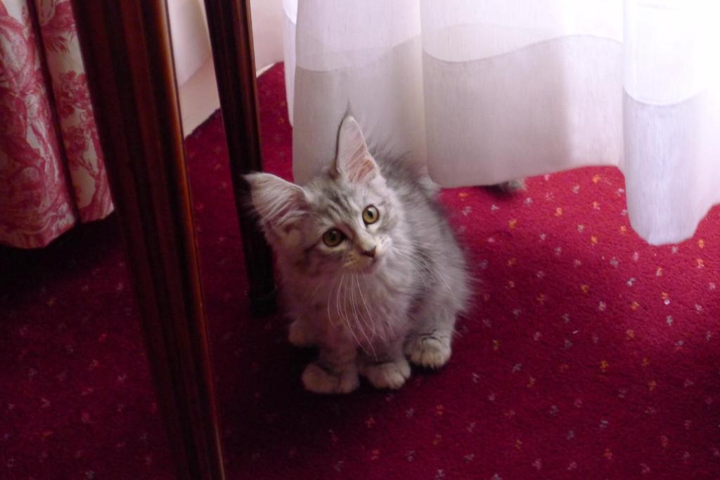 a gray cat is standing next to a curtain at Grand Hôtel Des Templiers in Reims