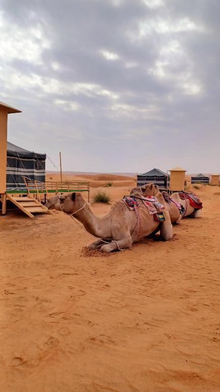 a camel laying on the ground in the desert at Sunrise Desert Local Private Camp in Bidiyah