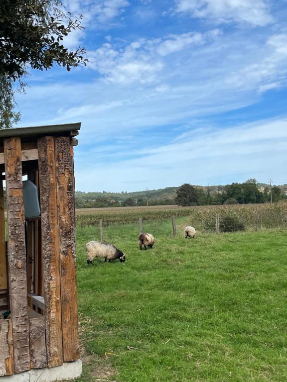 trois moutons herbivores dans l'établissement La bergerie du padu, à Salies-de-Béarn