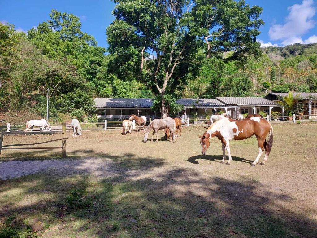 un groupe de chevaux paissant dans un champ dans l'établissement Ranch Black Horse, à Les Trois-Îlets