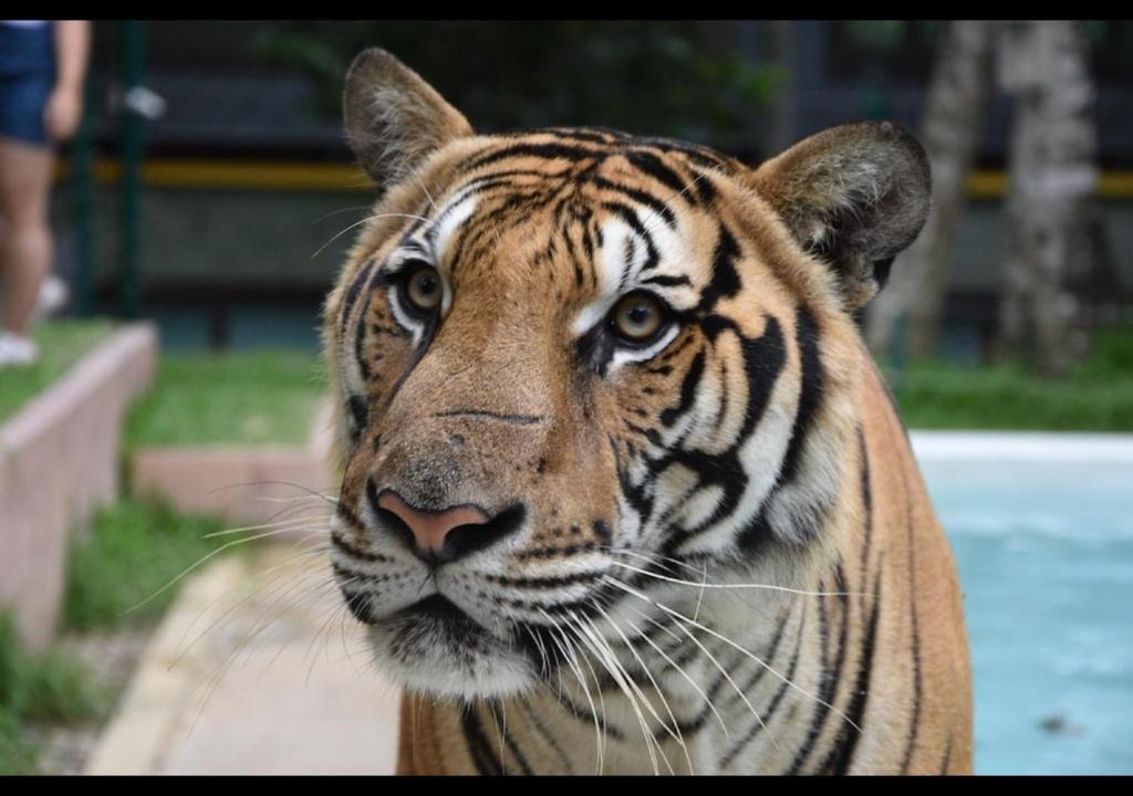 Patong Dynasty Royal Hotel - Resim 33