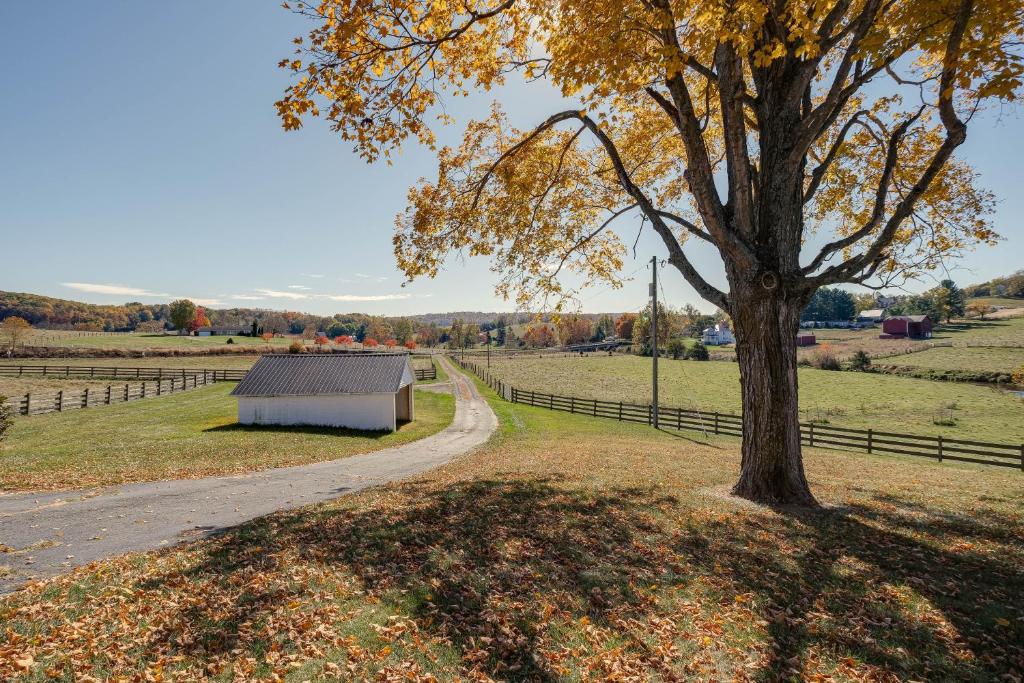 a tree in a field next to a road at Historic Raphine Retreat Near Brownsburg Village! in Raphine