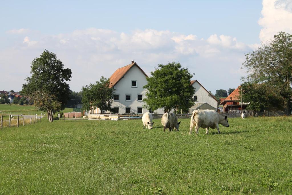 Tres vacas pastando en un campo frente a una casa en Ferienwohnung auf dem Traubshof en Ochsenhausen